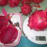 Pitaya – Dragon Fruit – Pitahaya - Drachenfrucht