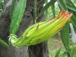 Pitaya Dragon Fruit Blooming