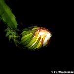Pitaya Dragon Fruit Flower