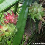 Pitaya Dragon Fruits