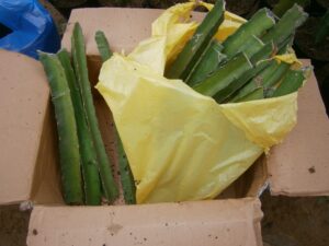 Dragon Fruit Cuttings
