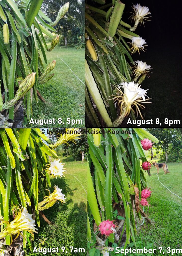 One Month Flower to Fruit