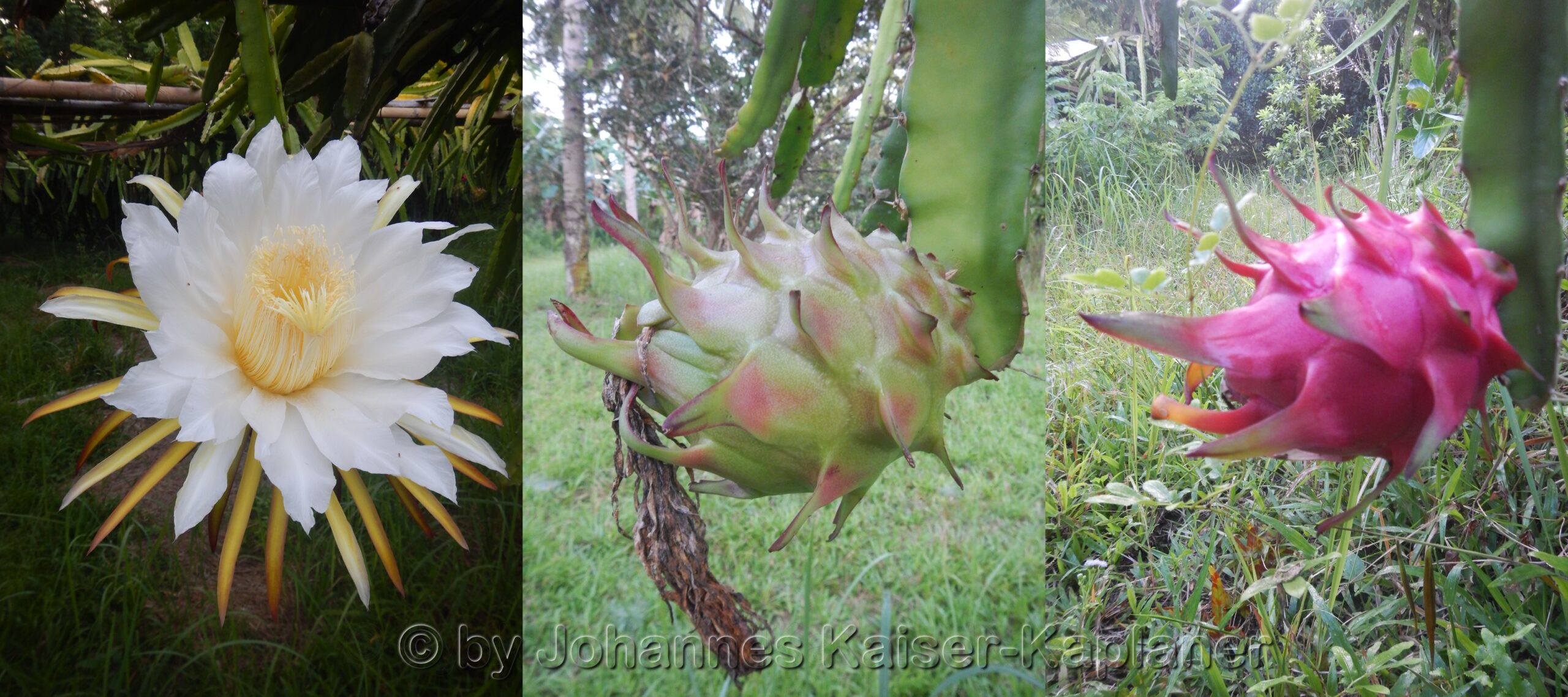 Pitaya Dragon Fruit FlowerFruit