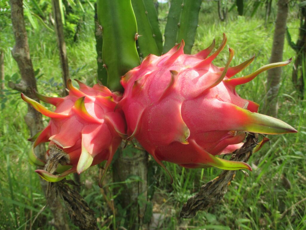 Dragon Fruit Pitaya